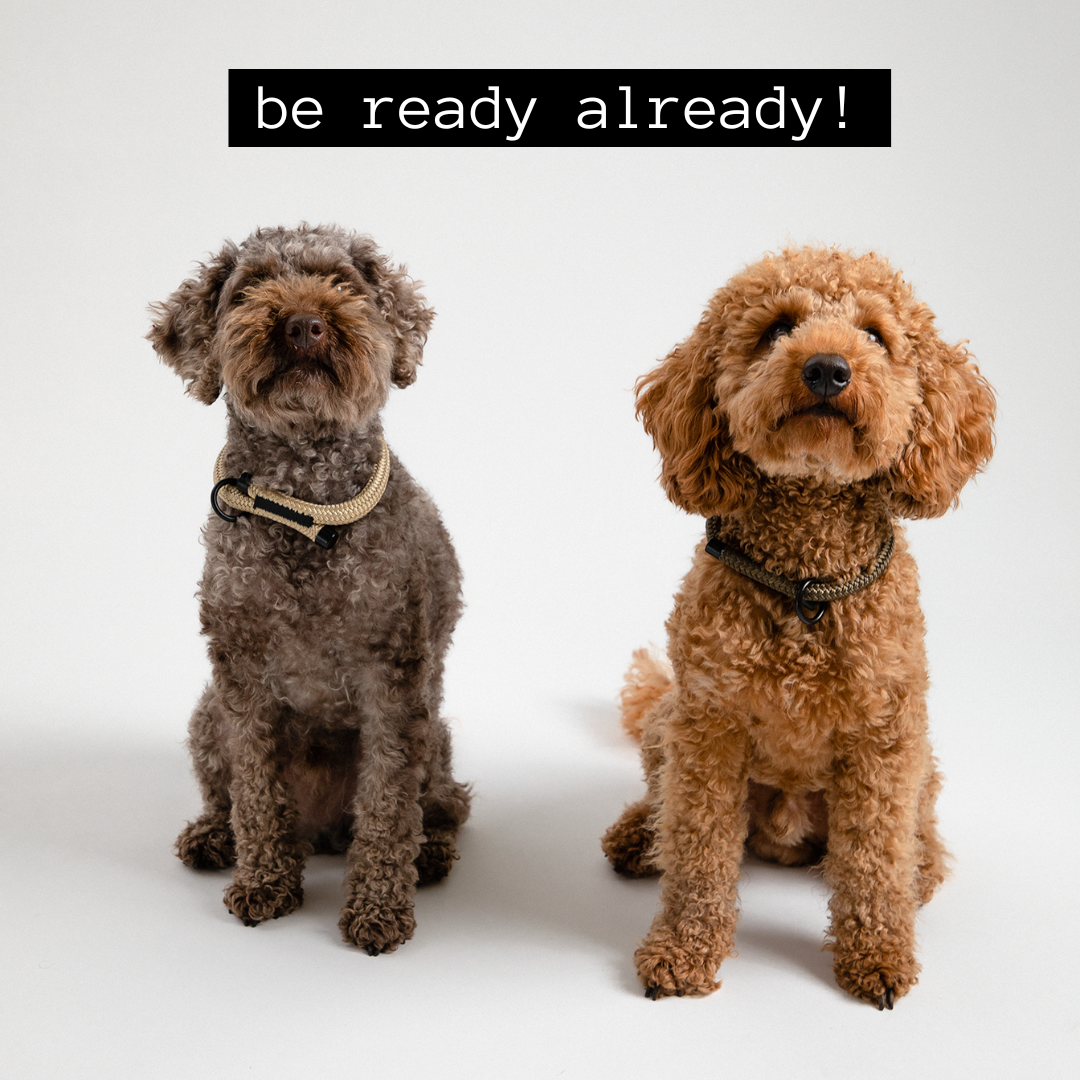 two poodles waiting for the wooftiger launch meme