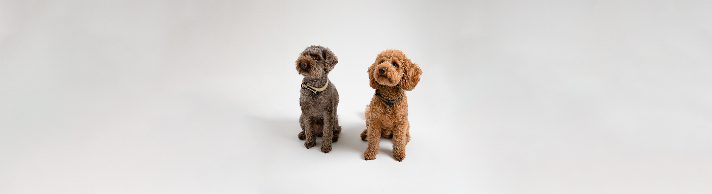 Zwei Hunde (Pudel) mit Slip-on wooftiger Halsbänder in beige und grün