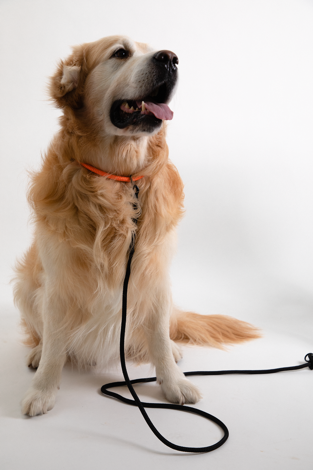 oranges wooftiger Halsband für Hunde mit Golden Retriever #color_tiger-orange