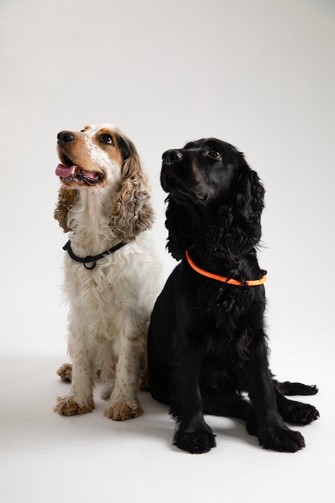 Cocker Spaniel Hunde mit nachhaltigen wooftiger Halsbändern in orange und schwarz 